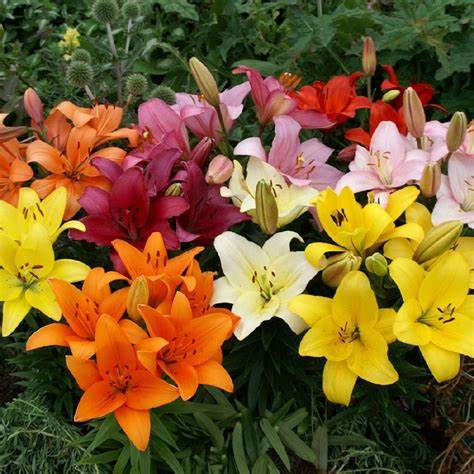 asiatic lily mix - robertson flower farm