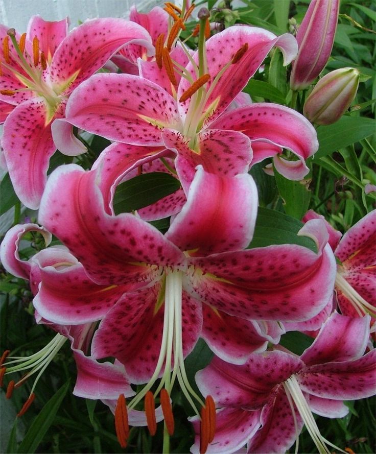 oriental lilium pink- robertson flower farm