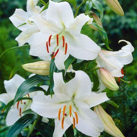 white oriental lilium - robertson flower farm
